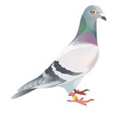 Racing Pigeons Reviews