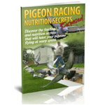 Pigeonelite Coupon Codes and Deals